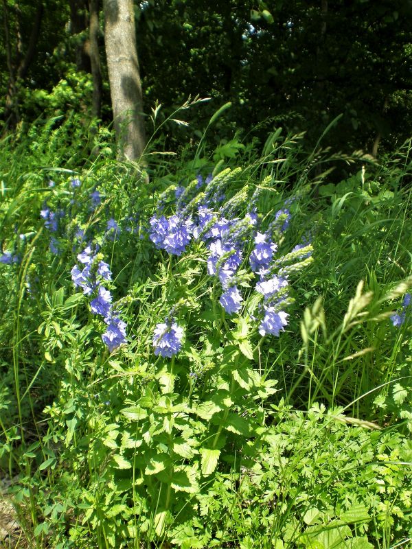 Plačialapė veronika (Veronica teucrium)